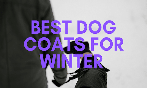 best dog coats for winter
