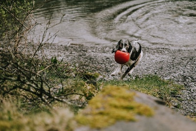 How to properly dry a dog? And what all do you need? cover