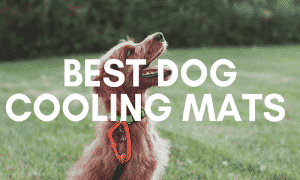 A Beginner’s Guide to the Best Dog Cooling Mats in UK 2023