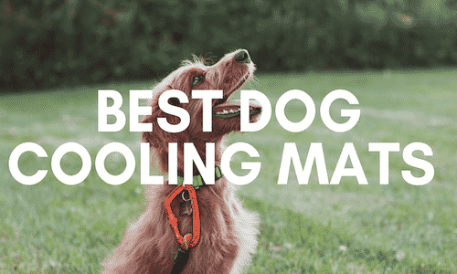best dog cooling mats