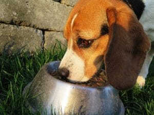 Best Grain Free Dry Dog Food for Dogowners in UK!