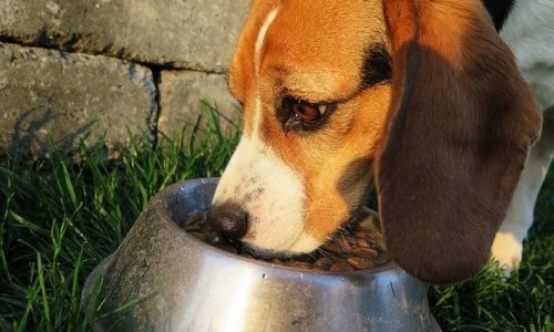 best grain free dog food