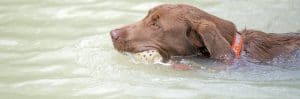 Can All Dogs Swim