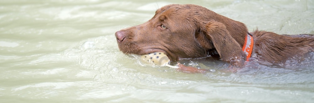 Can All Dogs Swim cover
