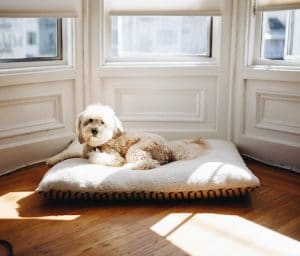 Best Hypoallergenic / Anti-allergy Dog Beds in UK 2023