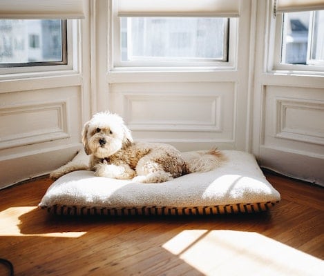 Best Hypoallergenic / Anti-allergy Dog Beds in UK 2023 cover