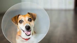 Can dogs get erect after being neutered?