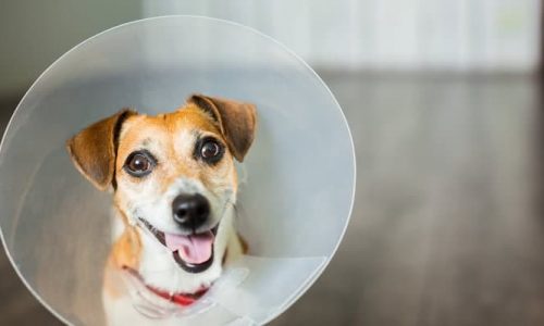 How soon can I walk my dog after neutering