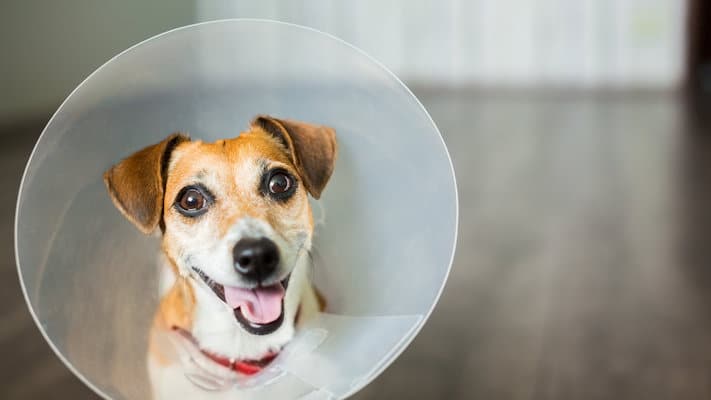 How soon can I walk my dog after neutering? cover