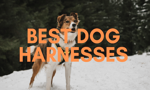 Best Dog Harness cover