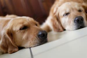 Can two dogs share same dog bed?