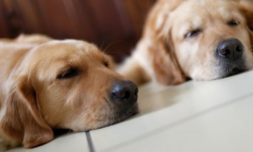 can two dogs share same bed