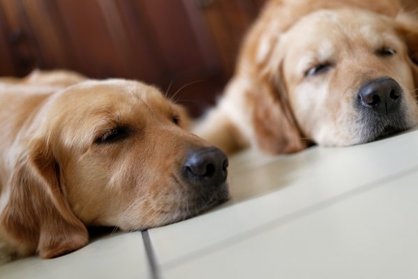 Can two dogs share same dog bed? cover