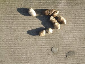 What happened to white dog poo?