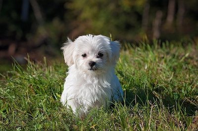 When do puppies start to mellow out? Do they ever? cover