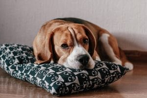 Why does my dog destroy his bed