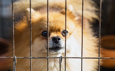 how to get a dog to stop crying in his crate