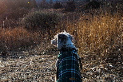 Is putting clothes on a dog cruel or beneficial? cover