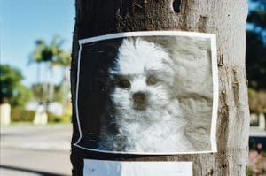 What To Do If You Find A Lost Dog