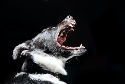 Can A Dog Whistle Stop A Dog Attack - UK Dog Blog ...
