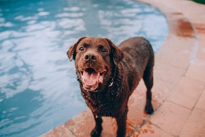 can you wash a dog too much