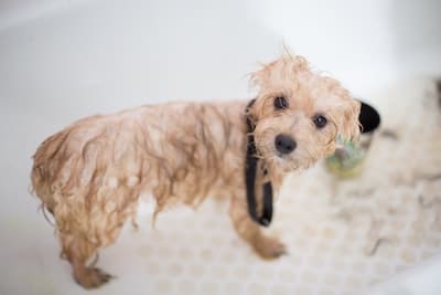 How Long After Flea Treatment Can You Bathe A Dog? cover