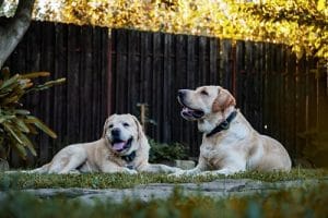 Are you cruel if your dog sleeps outside? Let’s find out.