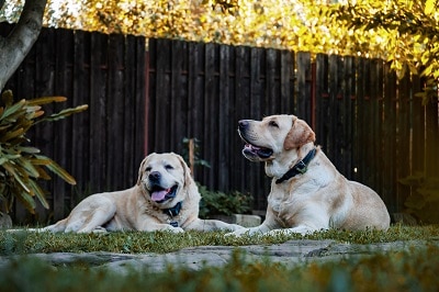 can a labrador sleep outside