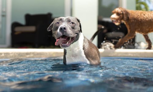 dogs in pool