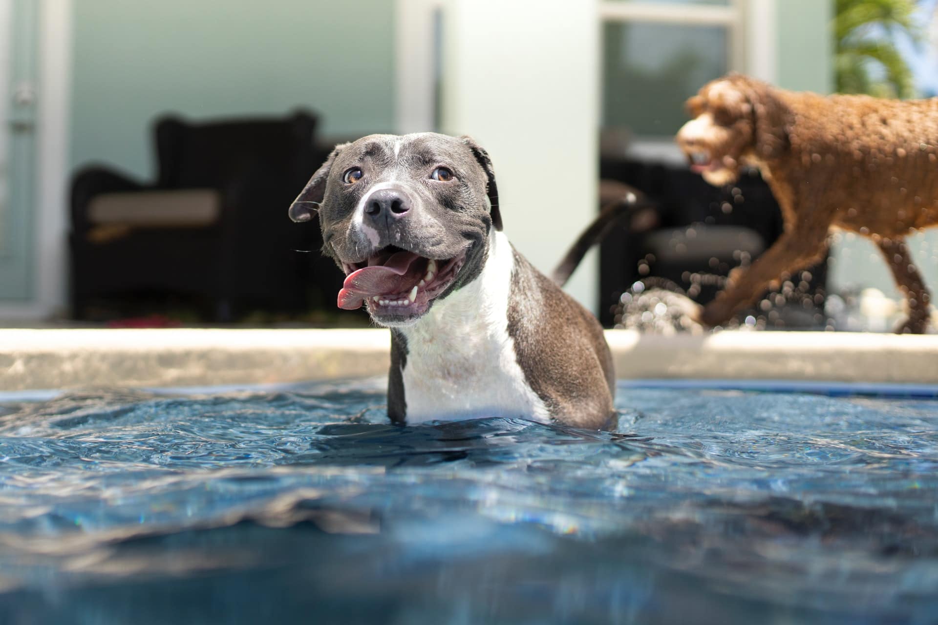Can all dogs swim? How to teach your dog to swim? cover