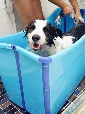 WWLONG Summer Foldable Pet Dog Pool