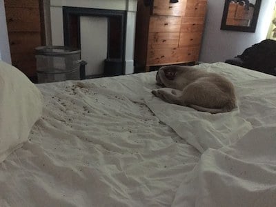 destroyed dog bed