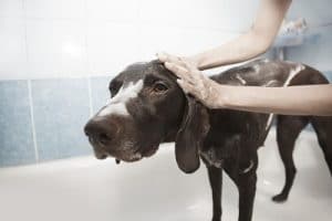 What Is A Dog Shower? Are They Worth Having In Your Home?