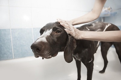 dog in a bath