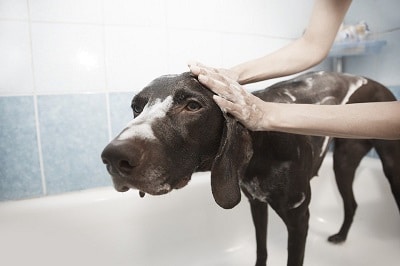 How do you give a dog a bath at home?