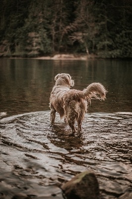 dog in a river