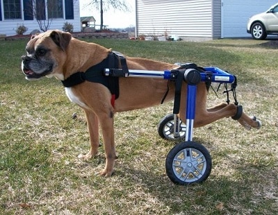 dog in a wheelchair