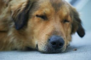 Best Pain Relief Medication for Dogs, Which ones are safe?