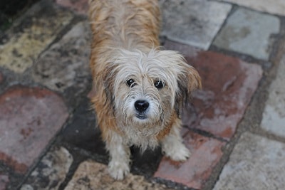 do dogs like rain