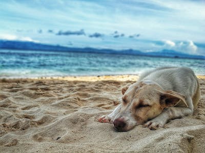 can a labrador sleep outside