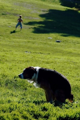 dog squatting