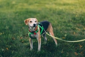 What to do when approached by an off-leash dog?