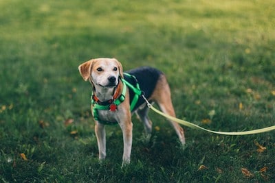 What to do when approached by an off-leash dog? cover