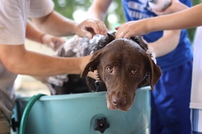 dog washing