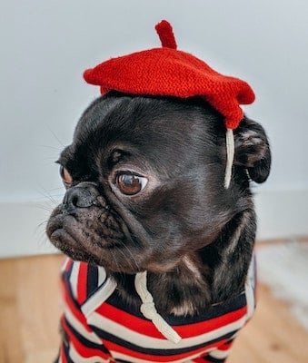 dog wearing clothes