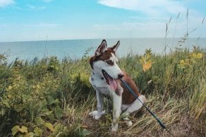 Best Extendable Dog Leads