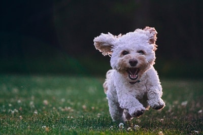 Puppy Breath: How to Keep it Longer and Why it Disappears cover