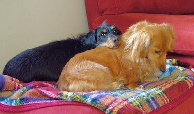 two dogs sharing a bed