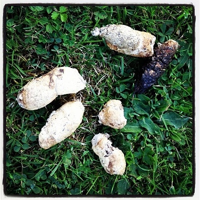 white dog poo