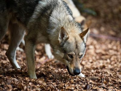 Ancient Wolves